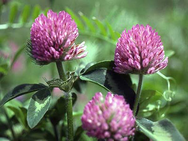 picture of red clover