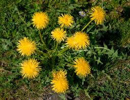 picture of dandelion